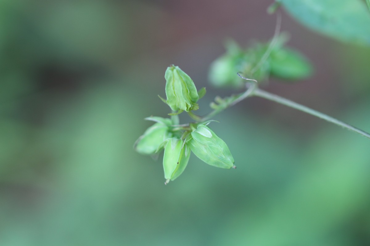 Oxalis barrelieri L.